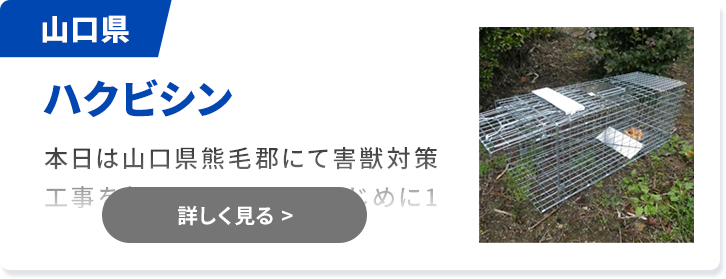 対象害獣：ハクビシン 山口県