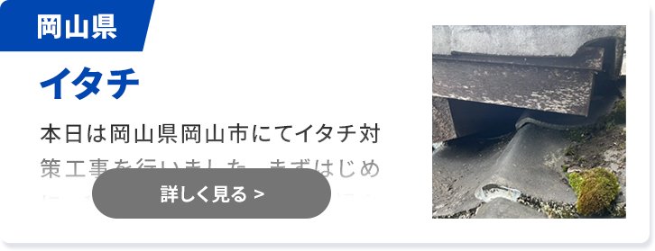 対象害獣：ハクビシン 岡山県