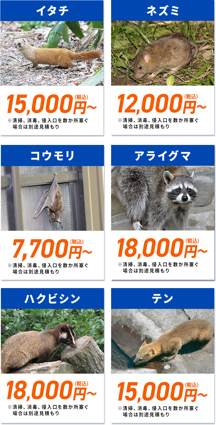 こちらの害獣の他にも様々な害獣・害虫駆除に対応しています。ネズミ12,000円(税込)～イタチ15,000円(税込)～ハクビシン18,000円(税込)～タヌキ18,000円(税込)～アナグマ18,000円(税込)～アライグマ18,000円(税込)～コウモリ9,800円(税込)～テン15,000円(税込)～※清掃、消毒、侵入口を数か所塞ぐ場合は別途見積もり