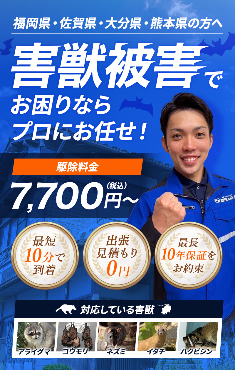 福岡県・佐賀県・大分県・熊本県の方へ 害獣被害でお困りならプロにお任せ！ 駆除料金7,700円～（税込） 【対応している害獣】ネズミ・イタチ・ハクビシン・タヌキ・アナグマ・アライグマ・コウモリ・テン