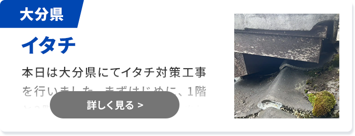 対象害獣：ハクビシン 熊本県