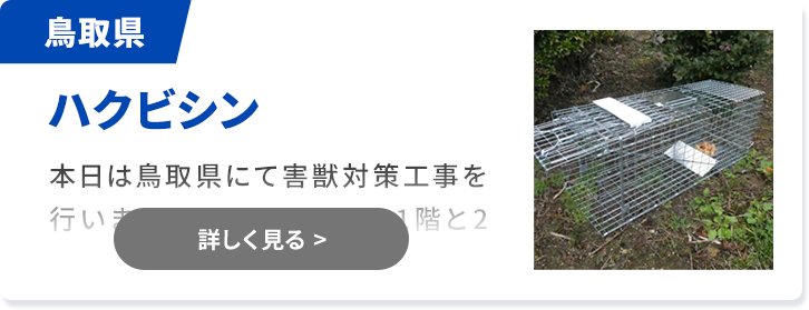 対象害獣：ハクビシン 鳥取県