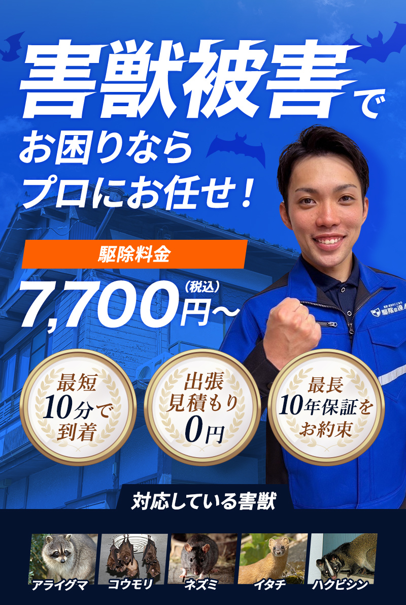 広島県・島根県・山口県・岡山県の方へ 害獣被害でお困りならプロにお任せ！ 駆除料金7,700円～（税込） 【対応している害獣】ネズミ・イタチ・ハクビシン・タヌキ・アナグマ・アライグマ・コウモリ・テン