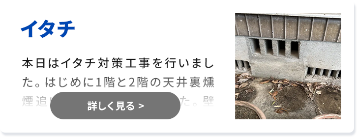 対象害獣：イタチ