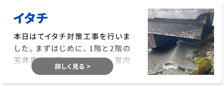 対象害獣：イタチ