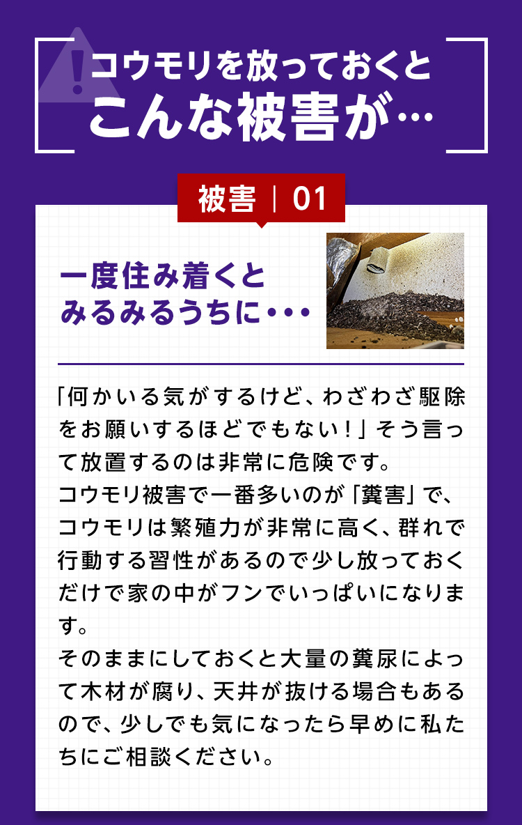 コウモリを放っておくとこんな被害が…被害1：一度住み着くとみるみるうちに…