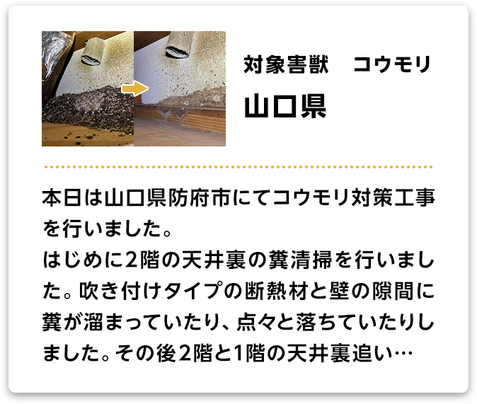 対象害獣：コウモリ　山口県 本日は山口県防府市にてコウモリ対策工事を行いました。はじめに2階の天井裏の糞清掃を行いました。吹き付けタイプの断熱材と壁の隙間に糞が溜まっていたり、点々と落ちていたりしました。その後2階と1階の天井裏追い…