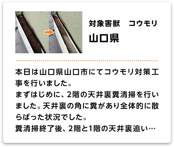 対象害獣：コウモリ　山口県 本日は山口県山口市にてコウモリ対策工事を行いました。まずはじめに、2階の天井裏糞清掃を行いました。天井裏の角に糞があり全体的に散らばった状況でした。糞清掃終了後、2階と1階の天井裏追い…