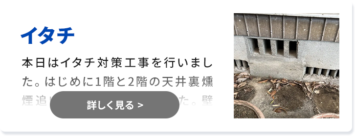 対象害獣：イタチ